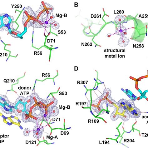 Ligand Binding Modes In The Tetragonal And Monoclinic EcCdnD Crystals