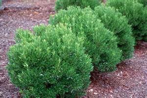 Compact Inkberry Holly | NWA Plants Inc