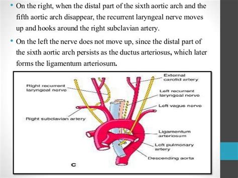 Anatomy Of Recurrent Laryngeal Nerveanatomy Of Recurrent Laryngeal Ne