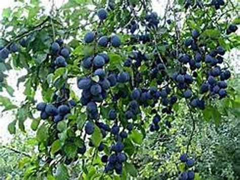 Blue Damson Plum Tree 4-6 feet | Etsy