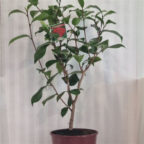 Camellia Volcano 4L Lushingtons