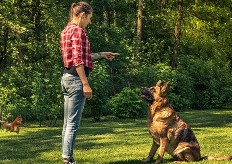 5 Dangerous Behaviors Dog Training Can Help | Blog