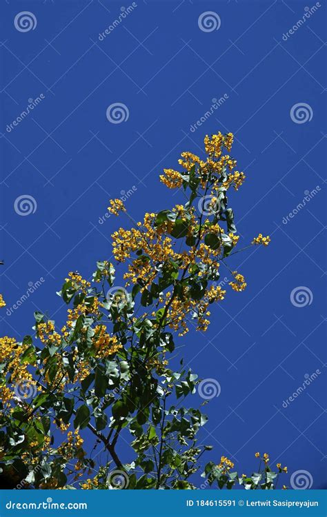 Burmese Rosewood or Angsana Flower Blooming Stock Image - Image of ...