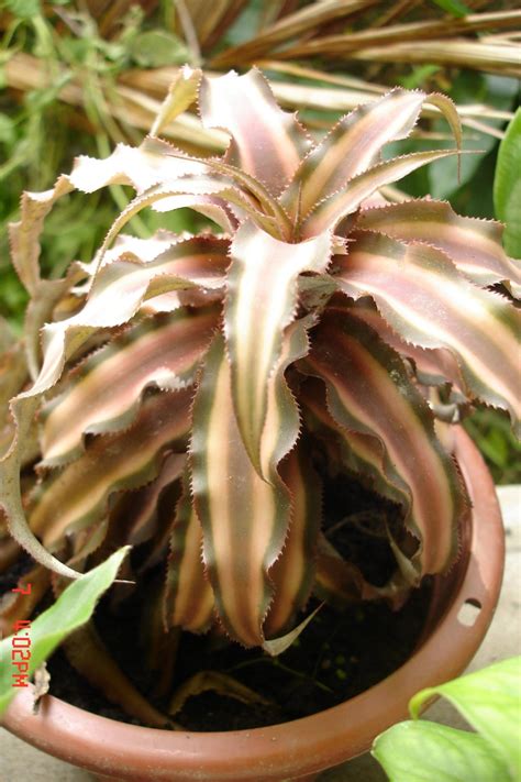 Cryptanthus Bivittatus Dwarf Rose Stripe Star Earth Star Earth Star Bromeliad Green Earth