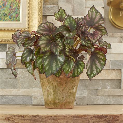 Exotic Angel Plant Varieties