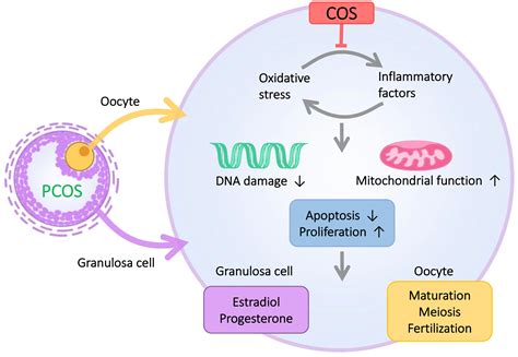 Frontiers Chitosan Oligosaccharide Improves Ovarian Granulosa Cells