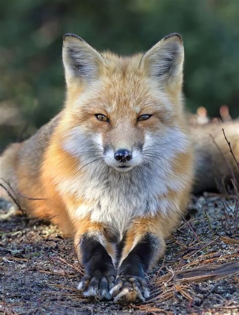 Uma Raposa Vermelha Vulpes Retrato Em Algonquin Park Canada Foto De