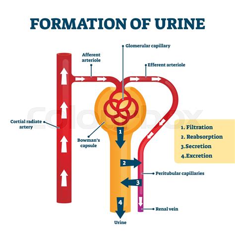 Steps Of Urine Formation In Nephron at Melissa Tommy blog