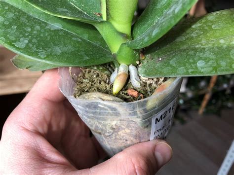 Phal. Miki Crown '16' SM/TOGA 2.5''