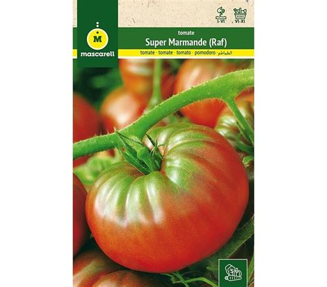 SEMILLAS TOMATE RAF SUPER MARMANDE