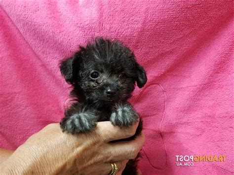 Chihuahua Poodle Mix Puppies For Sale | PETSIDI