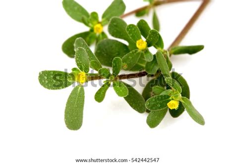 223 Cold Purslane Royalty Free Photos And Stock Images Shutterstock