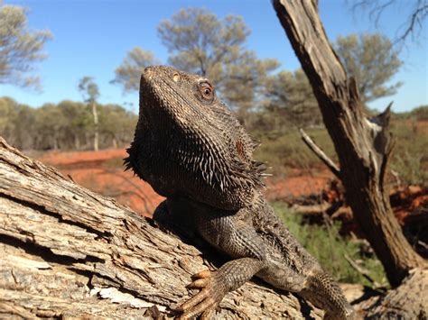 Lizard Sex Change Bearded Dragons Susceptible To Climate Induced Sex