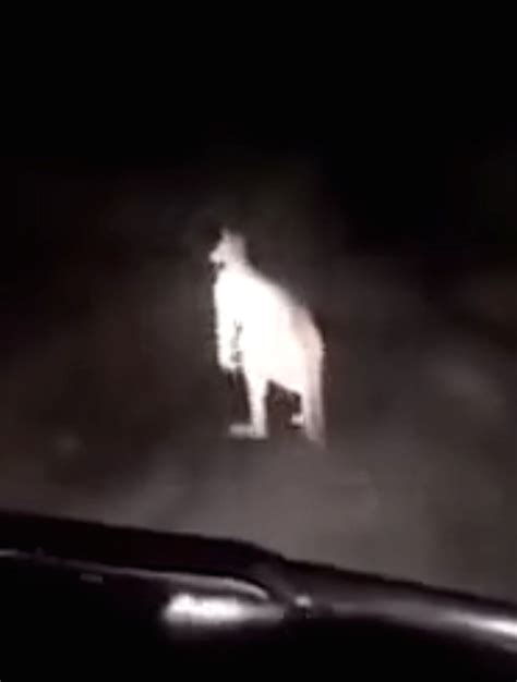 Animal news 2017: Kangaroo attacks man in car at night in scary video ...