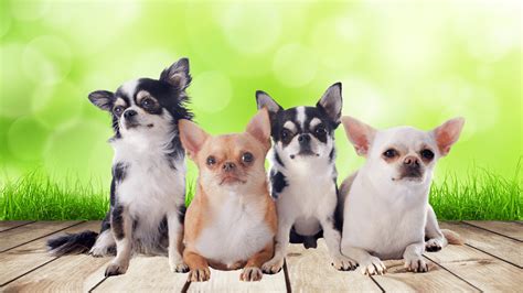 Dog Breed Spotlight: Chihuahua | History & Facts | Dr. Bill's Pet Nutrition