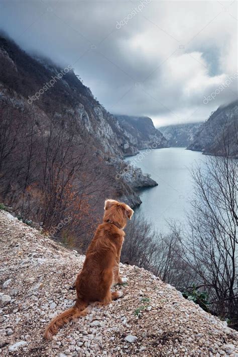 Perro rojo en el fondo del río con agua esmeralda en la niebla Nova