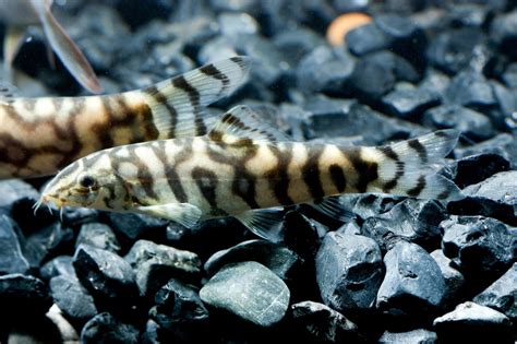 Yoyo Loach: The Complete Care And Breeding Guide - Fishkeepingfans.com