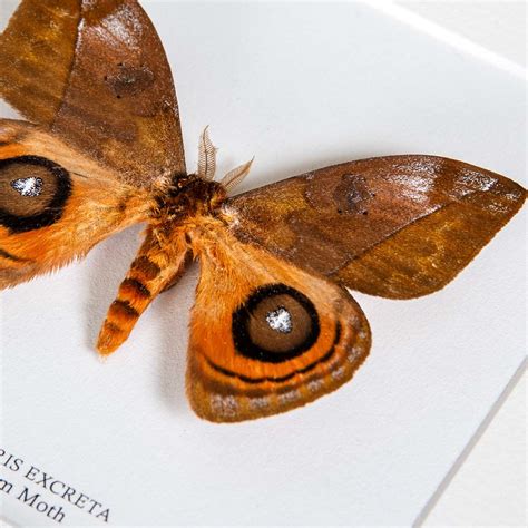 Silkworm Moth In Box Frame (Automeris excreta)