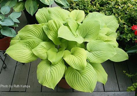 Hornbaker Gardens Inc Hosta Cerveza Large