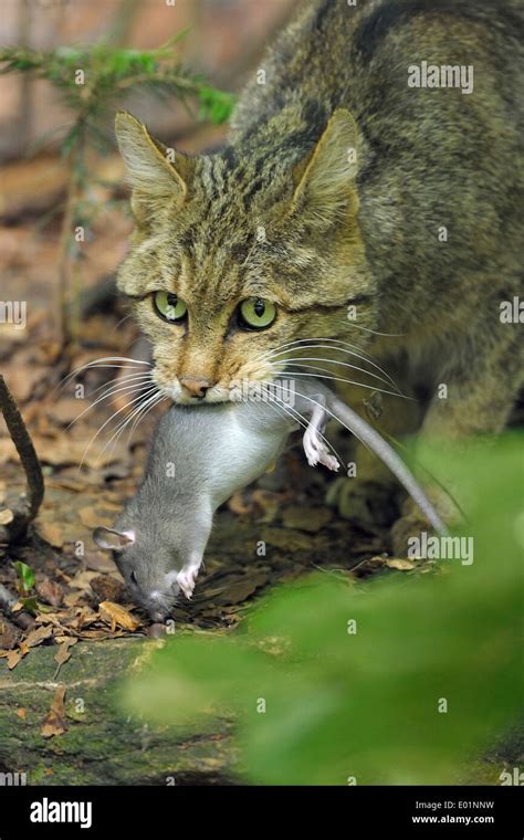 Gato comiendo rata fotografías e imágenes de alta resolución Alamy