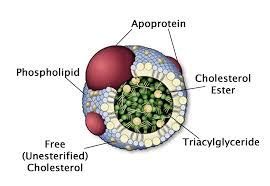 Metabolism of VLDL – Biochemistry Basics by Dr. Amit Maheshwari