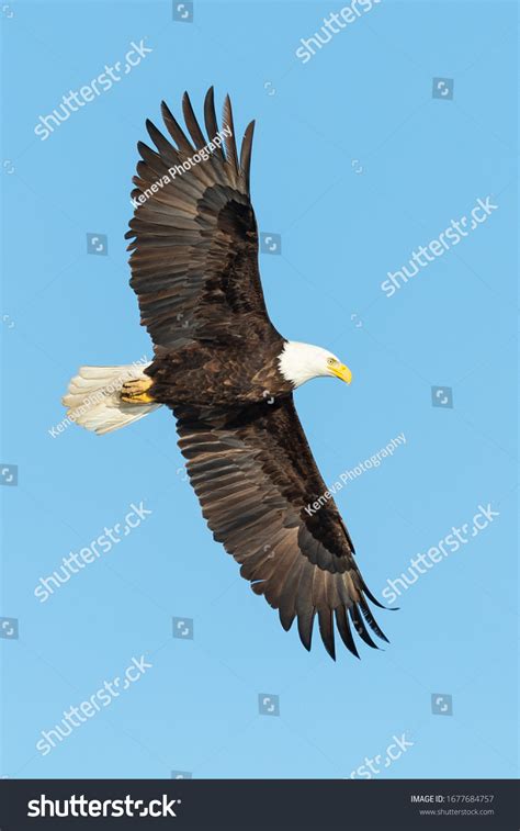 Bald Eagle Hunting Fish Stock Photo 1677684757 | Shutterstock