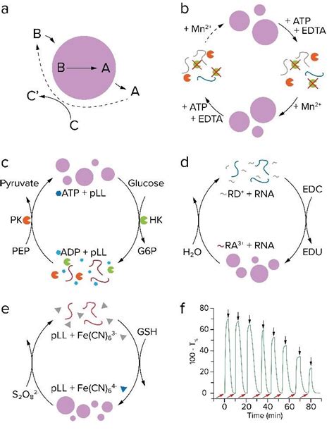 Coacervate Formation And Dissolution Cycles A Active Droplet Model