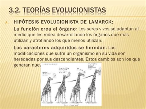 Teoria Sobre La Evolucion Teoría De Evolución De Especies