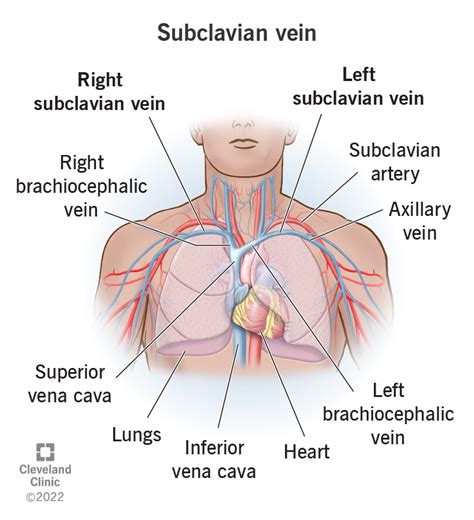 Subclavian Vein: Location, Anatomy and Function