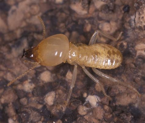 Termites Allgon Pest Control