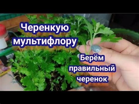 Хризантема мультифлора. Пора черенковать хризантему. Грунт, тара ...