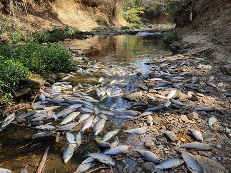 Equipe Retira Mais De Uma Tonelada De Peixes Mortos De Afluente Do Rio