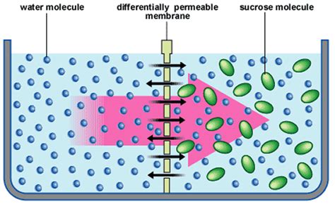 Diffusion Active Transport And Osmosis A Understanding For Igcse Biology 2 12 2 13 2 14 2 15