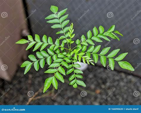 Curry tree good for health stock photo. Image of curry - 166090628