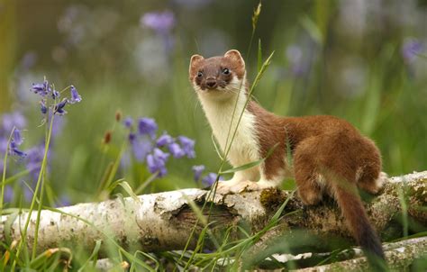 Stoat Wallpapers Wallpaper Cave