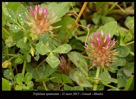 Trifolium Spumosum