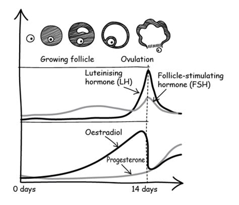 Oestradiol And Ivf What Is It What Does It Do Why Is It Measured