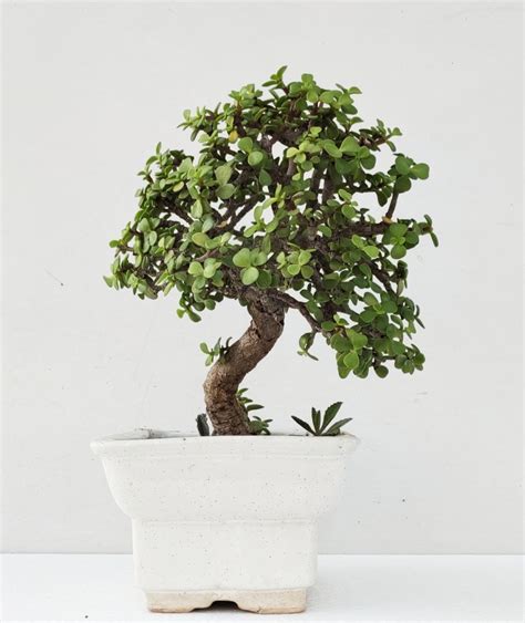 Jade Bonsai Portulacaria Afra Bonsai Mame Bonsai Buy Bonsai