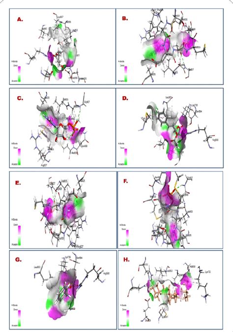 Ligand Receptor Interactions A Simvastatin Hmg Coa Reductase B