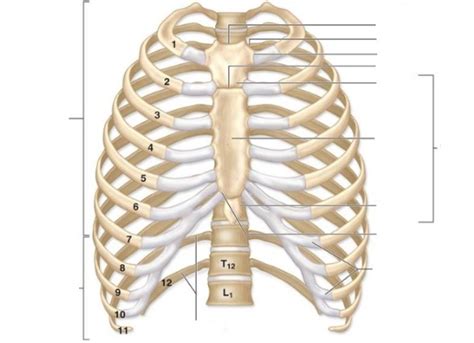 rib cage Diagram | Quizlet