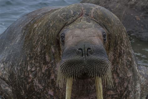 The Most Important Seal Species In The Arctic And Antarctic Seaice