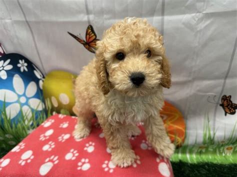 Maltipoo Puppy Id23938 Located At Petland Lake St Louis And Fenton Mo