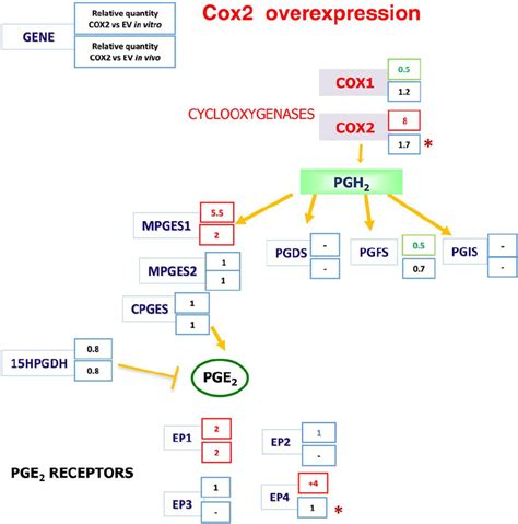 The Cyclooxygenases PGE 2 Pathway Gene Expression Analysis After COX2