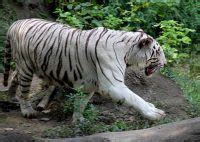 White Tiger Facts for Kids - White Bengal Tiger Facts • Kids Animals Facts