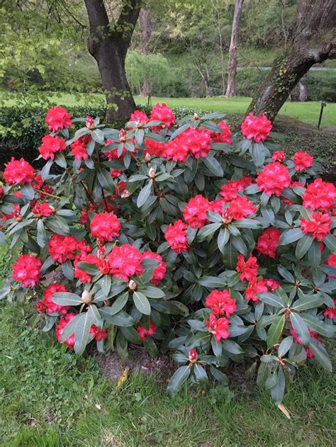 Rhododendrons Plant Care And Collection Of Varieties