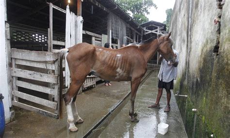 Maus tratos a cavalos continuam em Paquetá Jornal O Globo