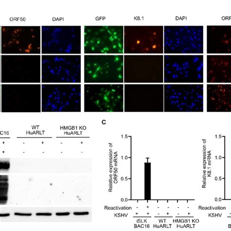 The Expression Of Kshv Genes In Wt And Hmgb Ko Huarlt Cells A