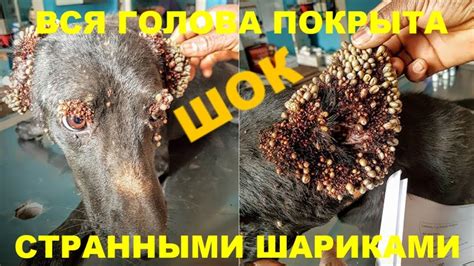 ГОЛОВА СОБАКИ БЫЛА ОБЛЕПЛЕНА СТРАННЫМИ ШАРИКАМИ.👀 КОГДА ВОЛОНТЕРЫ ...