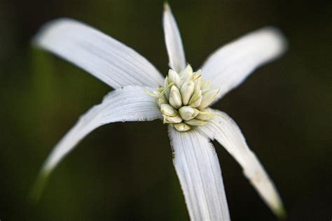 Star Grass Photograph by Ashley Kraemer - Fine Art America