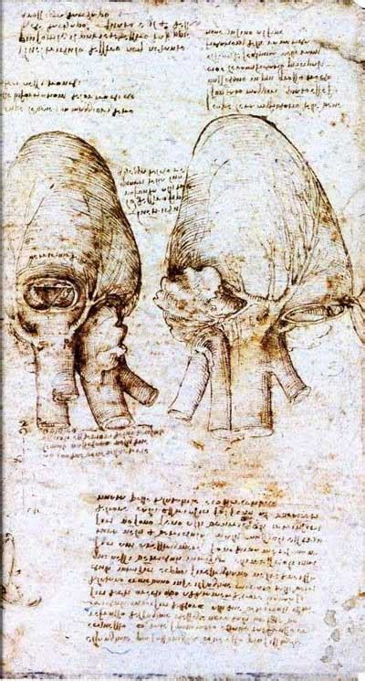 leonardo drawings, a study of anatomy from the Renaissance master